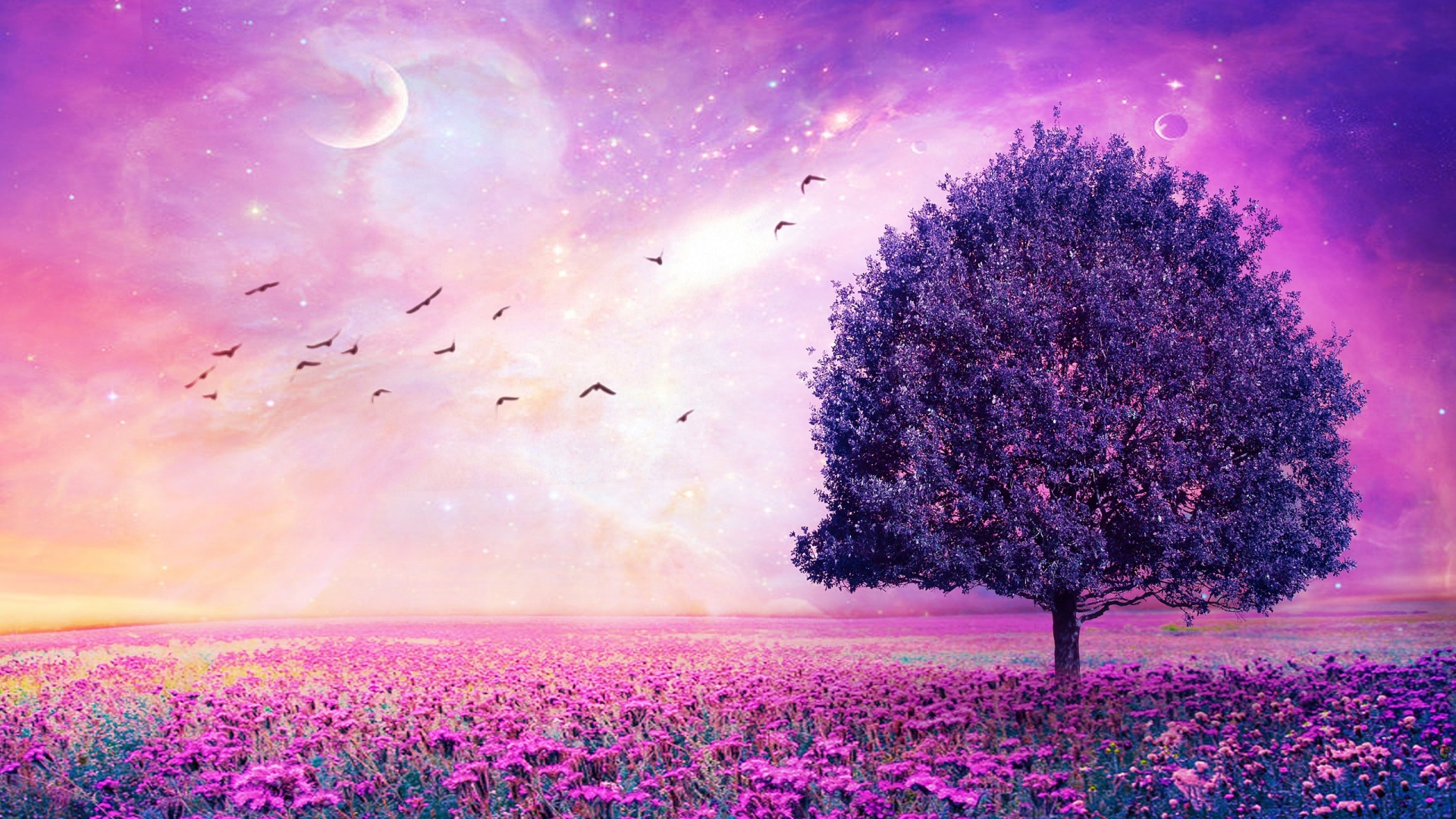 Flower Field Wallpapers | Best Wallpapers