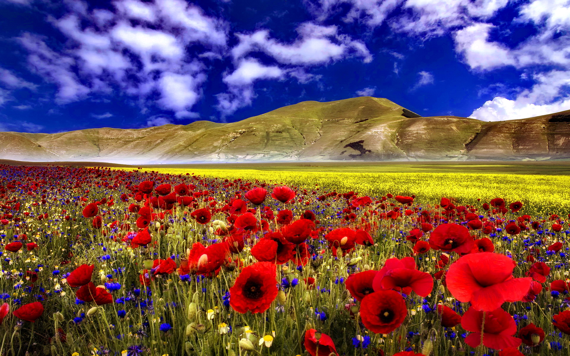 Flower Field Wallpapers | Best Wallpapers