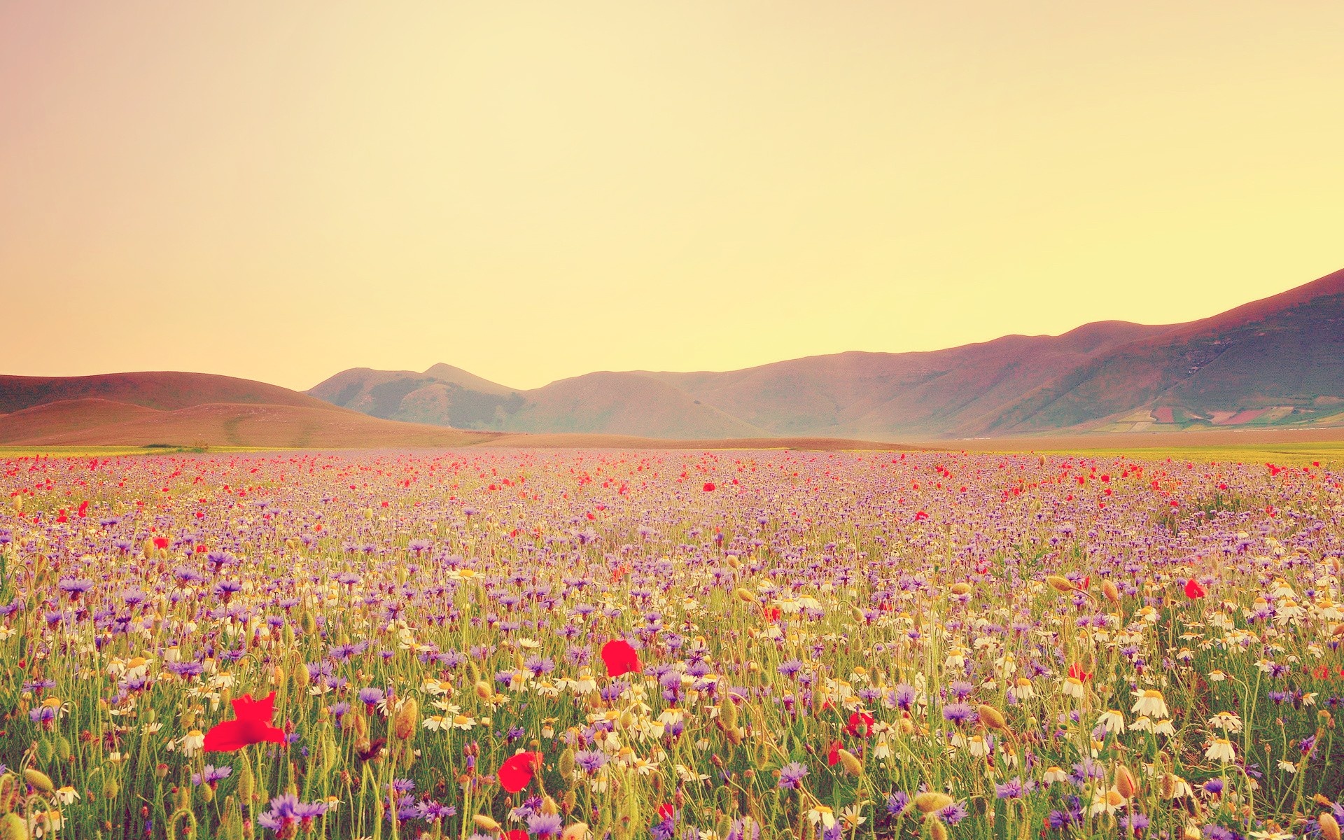 Wildflower Wallpapers | Best Wallpapers