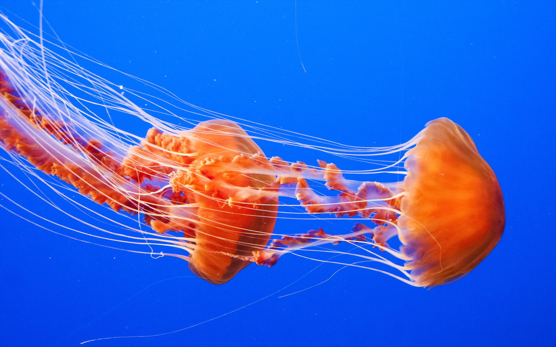 Jellyfish Wallpapers | Best Wallpapers