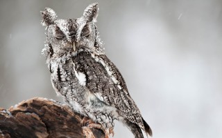 Owl Wallpapers