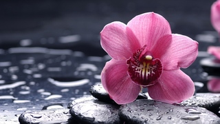 Orchids Wallpapers