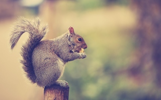 Squirrel Wallpapers