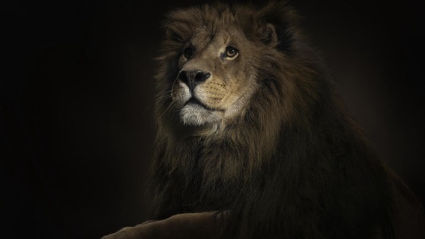 Lion Photo