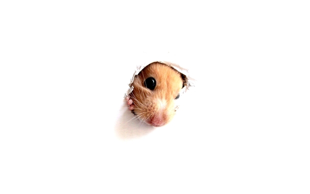 Beautiful Hamster Wallpaper