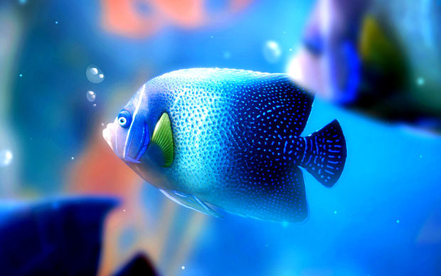 Fish Desktop Wallpapers