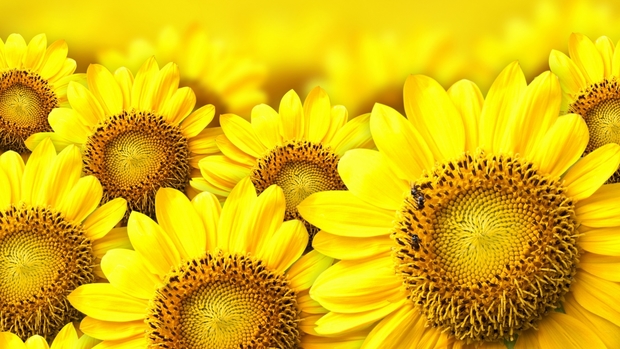 Free Sunflower Wallpaper