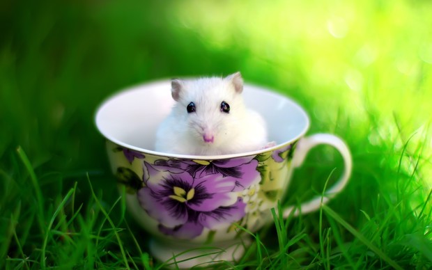 Hamster Desktop Wallpaper