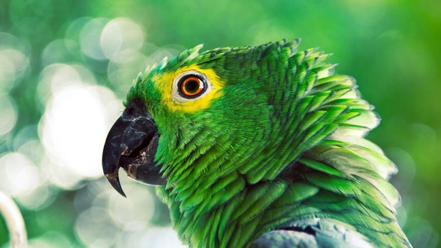 Awesome Parrot Wallpaper