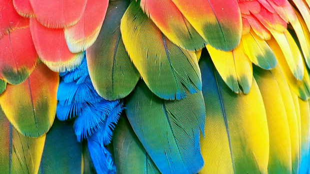 Beautiful Parrot Wallpaper