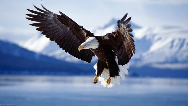 Eagles Desktop Background