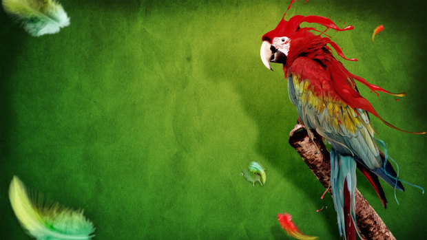 Latest Parrot Wallpaper