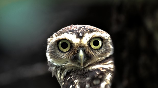 Owl Desktop Backgrounds