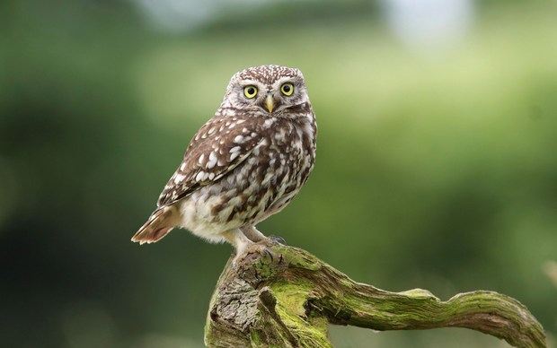 Owl High Definition