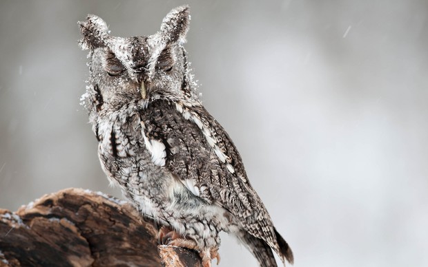 Owl Picture