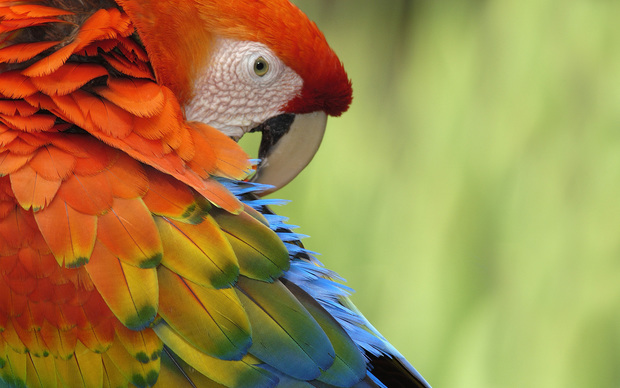 Parrot Desktop Background