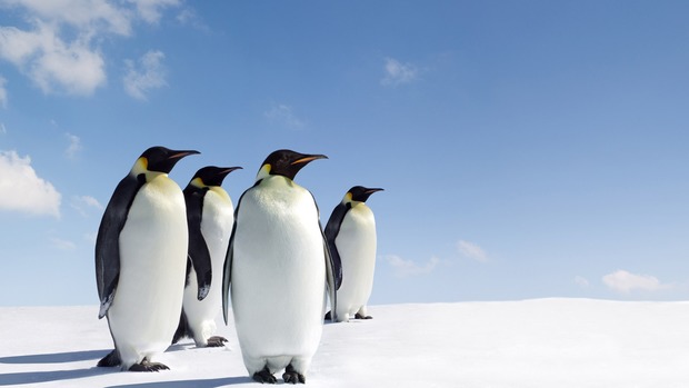 Penguin Desktop Backgrounds