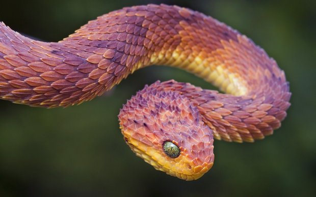 Snake High Definition Wallpaper