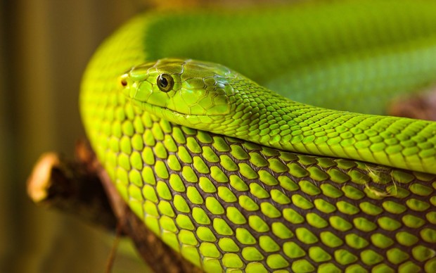Snake Photo