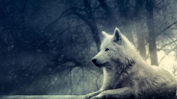 Wolf Background