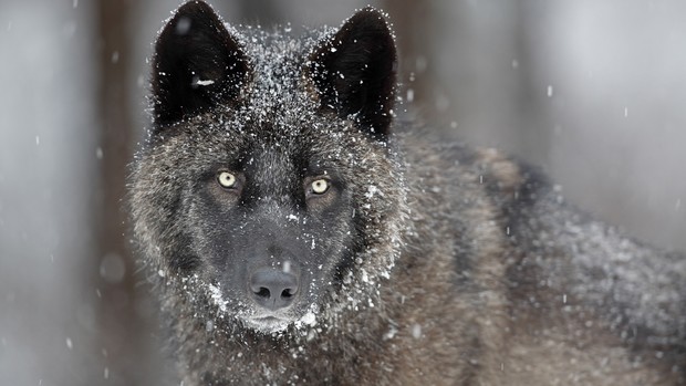 Wolf High Definition