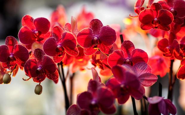 Awesome Orchids Wallpaper