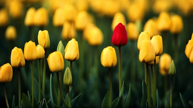 Awesome Tulips Wallpaper