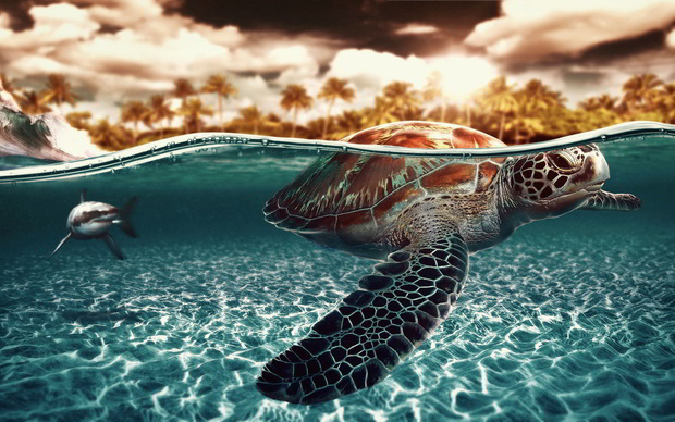 Awesome Turtle Wallpaper