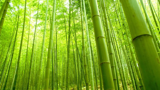 Beautiful Bamboo Wallpaper