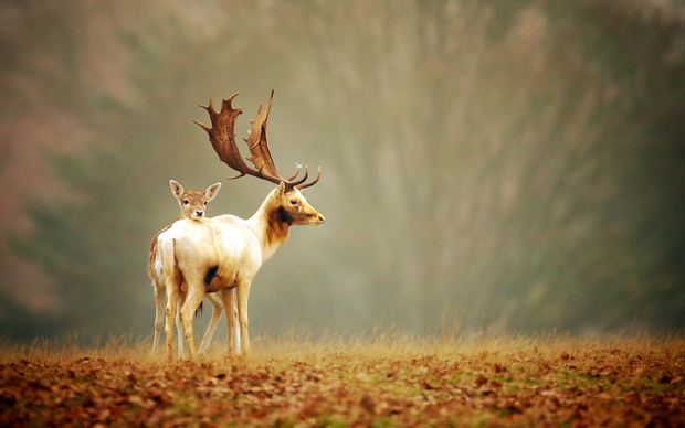 Beautiful Deer Wallpaper