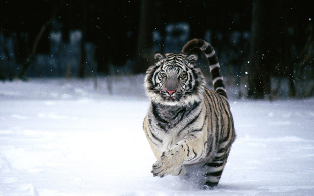 Beautiful Tiger Wallpaper