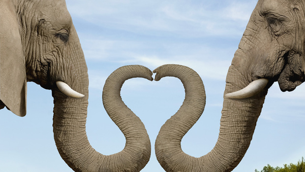 Elephant Desktop Background