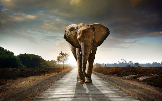 Elephant Desktop Wallpaper