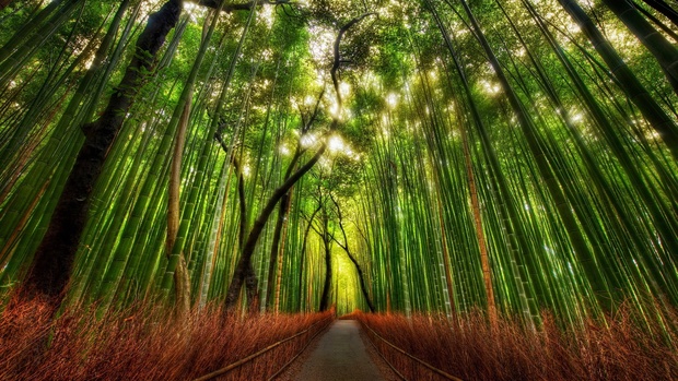 Free Bamboo Wallpaper