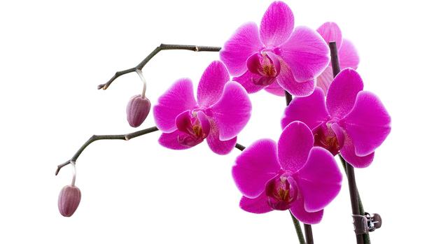 Free Orchids Wallpaper
