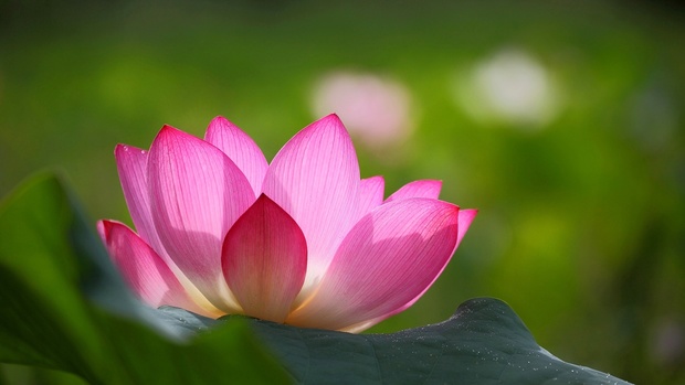 Lotus Photo