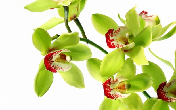 Orchids Desktop Wallpaper