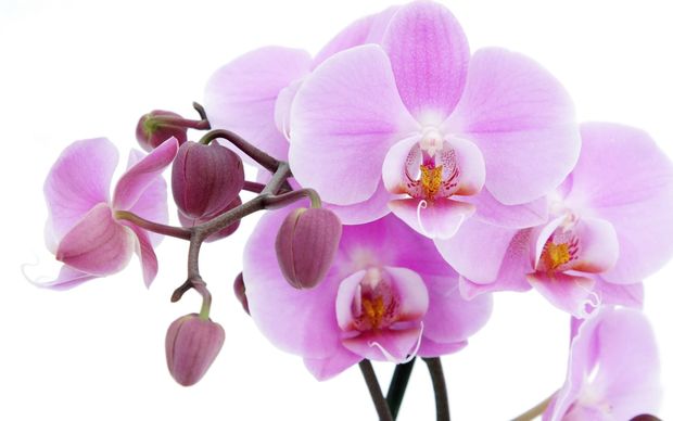 Orchids Desktop Wallpapers