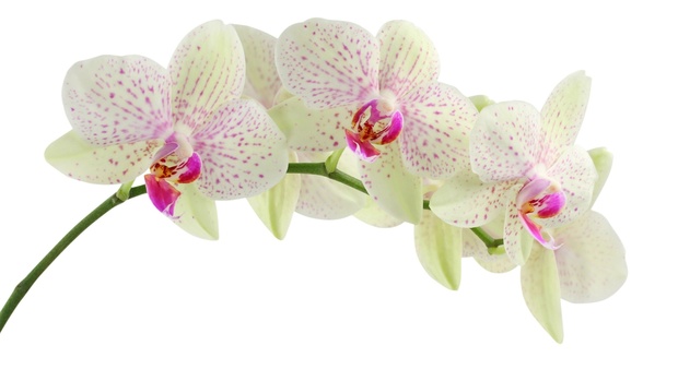 Orchids High Definition Wallpaper