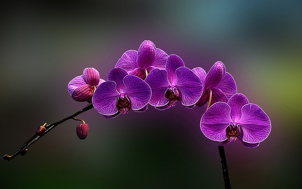Orchids High Definition
