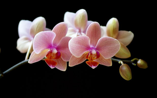 Orchids Picture