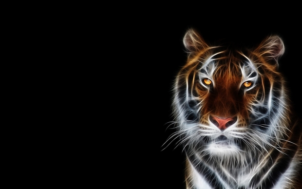 Tiger High Definition Wallpaper
