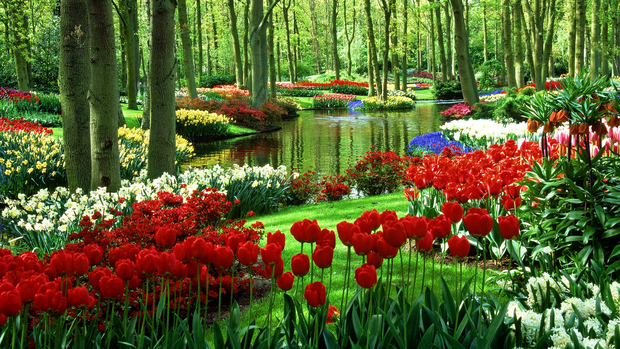 Tulips High Definition Wallpaper