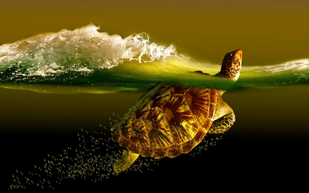 Turtle Desktop Wallpapers