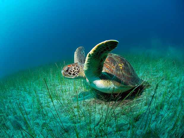 Turtle High Definition Wallpaper