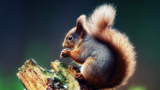 Squirrel Backgrounds