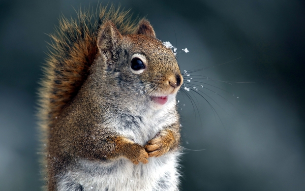 Squirrel HD