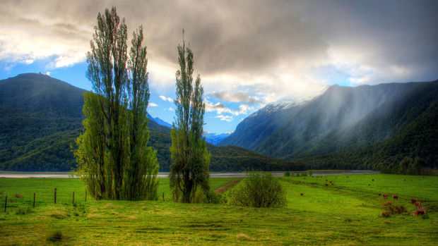 New Zealand Background