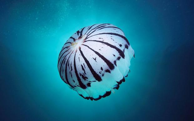 Jellyfish Desktop Wallpapers