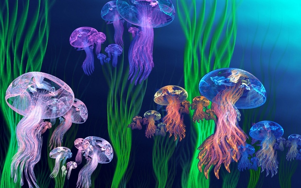 Jellyfish High Definition Wallpaper